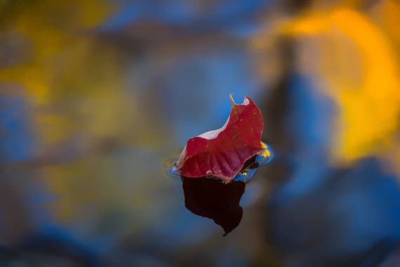 Encore (Metal Panel) a leaf floating down Brandy Creek Whiskeytown Lake fall colors