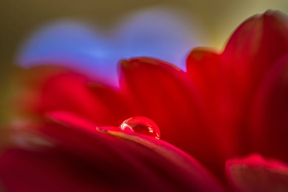 Simply Put a macro photograph of a water droplet on a Gerber Daisy