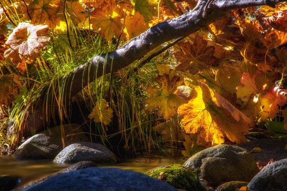 Coloring With the Sun (Metal Panel) Brandy Creek Whiskeytown Lake fall colors