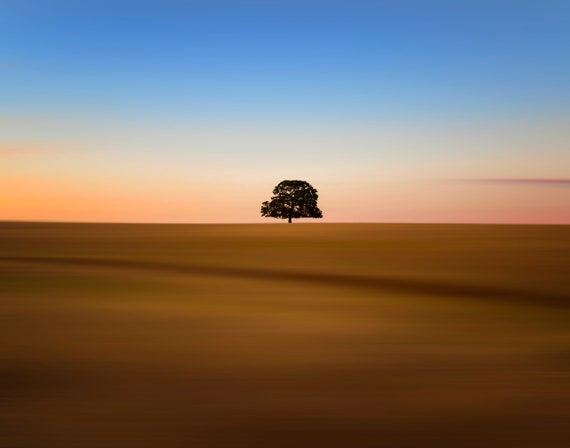 Focus on one thing at a time (prints) Millville Plains Oak Northern California