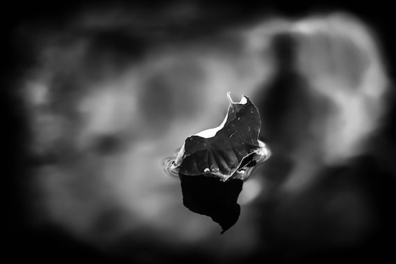 Fell (Metal Panel) a leaf floating down Brandy Creek Whiskeytown Lake black and white