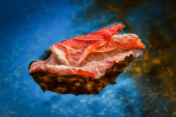 On the Surface (Metal Panel) a leaf floating down Brandy Creek Whiskeytown Lake fall colors