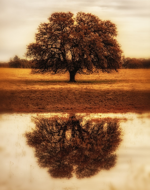 Self Reflections (prints) lone Oak tree in Cottonwood California