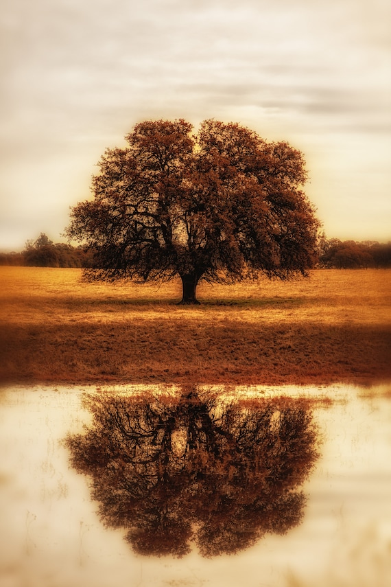 Self Reflections (CANVAS) a Lone tree in Cottonwood, California