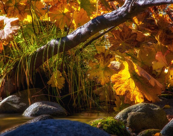 Coloring With the Sun (prints) Brandy Creek with fall colors Whiskeytown Lake