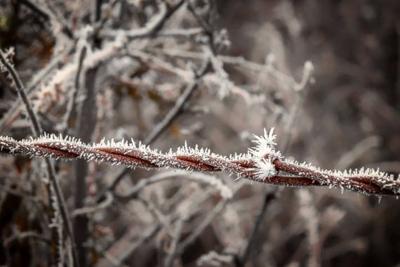 Frosty (Metal Panel) Hoar Frost on a barbed wire fence