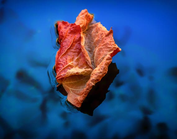 Drifting Along (prints) Leaf floating down Brandy Creek with fall colors Whiskeytown Lake