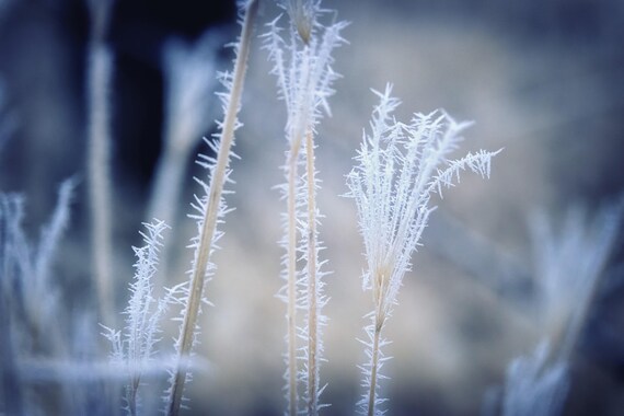 Cold (Metal Panel) Hoar Frost on weeds