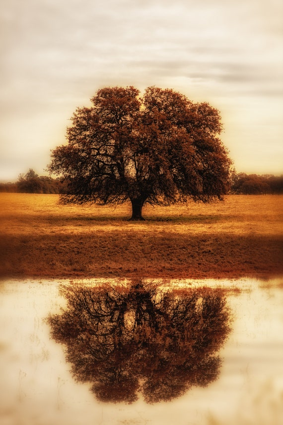 Self Reflections (Metal Panel) a Single Oak Tree in Cottonwood, CA