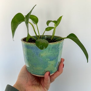 May include: A small, ceramic plant pot with a turquoise and blue glaze, holding a green leafy plant. The pot has a rounded shape and a textured surface. The plant has several green leaves and stems.