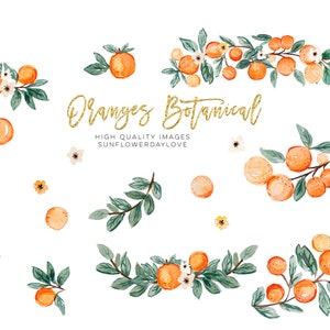 Orange Summer Clipart, Citrus clipart, Vintage Orange Illustration, Citrus Botanical Fruit Clip Art, Citrus Fruit Graphic invitation, cutie image 2