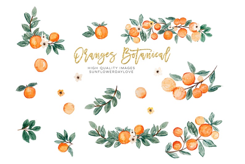 Orange Summer Clipart, Citrus clipart, Vintage Orange Illustration, Citrus Botanical Fruit Clip Art, Citrus Fruit Graphic invitation, cutie image 2