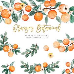 Orange Summer Clipart, Citrus clipart, Vintage Orange Illustration, Citrus Botanical Fruit Clip Art, Citrus Fruit Graphic invitation, cutie image 1