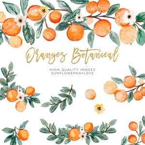 Orange Sommer Clipart, Zitrus Clipart, Vintage Orange Illustration, Citrus Botanische Frucht Clip Art, Zitrusfrucht Grafikeinladung, Cutie