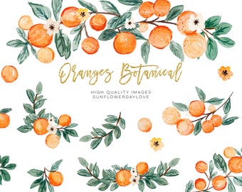 Orange Summer Clipart, Citrus clipart, Vintage Orange Illustration, Citrus Botanical Fruit Clip Art, Citrus Fruit Graphic invitation, cutie