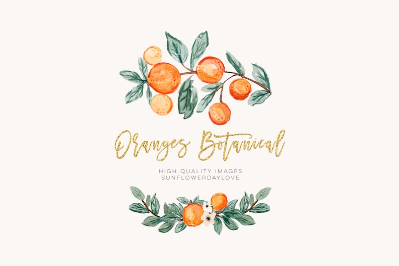 Orange Summer Clipart, Citrus clipart, Vintage Orange Illustration, Citrus Botanical Fruit Clip Art, Citrus Fruit Graphic invitation, cutie image 3