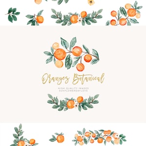 Orange Summer Clipart, Citrus clipart, Vintage Orange Illustration, Citrus Botanical Fruit Clip Art, Citrus Fruit Graphic invitation, cutie image 4