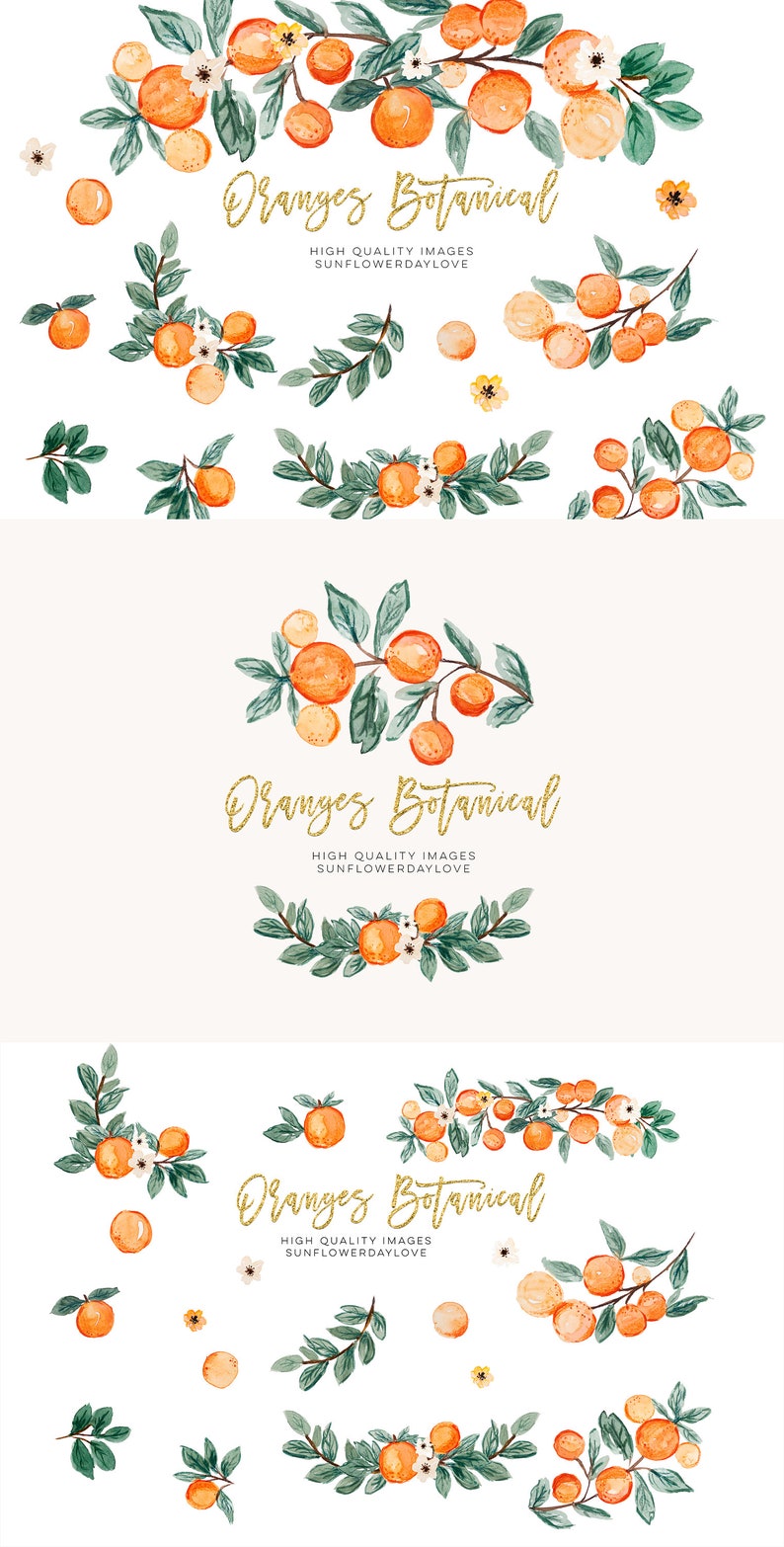 Orange Summer Clipart, Citrus clipart, Vintage Orange Illustration, Citrus Botanical Fruit Clip Art, Citrus Fruit Graphic invitation, cutie image 4