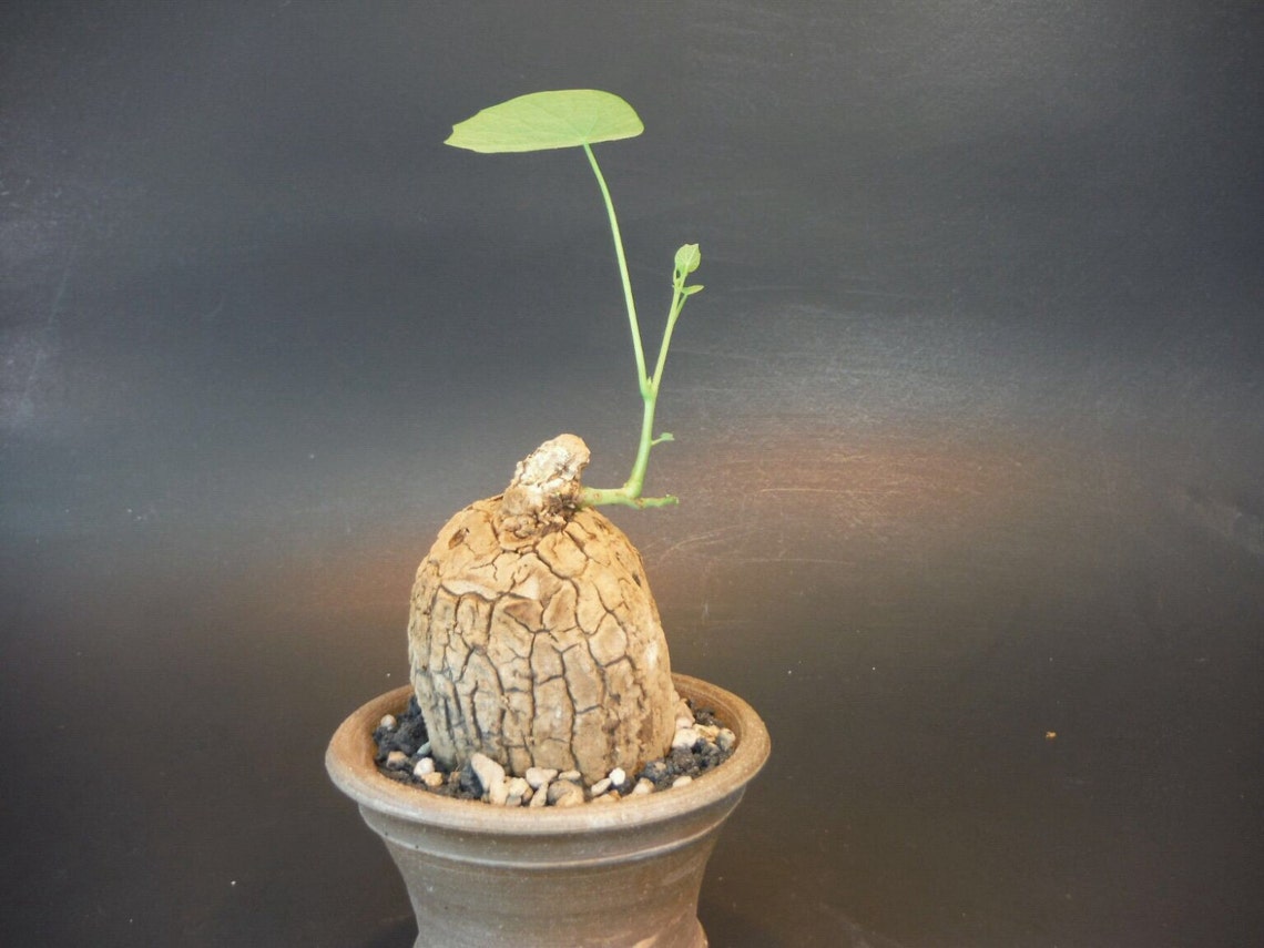 Plant Succulent Bonsai Cactus Herb Etsy