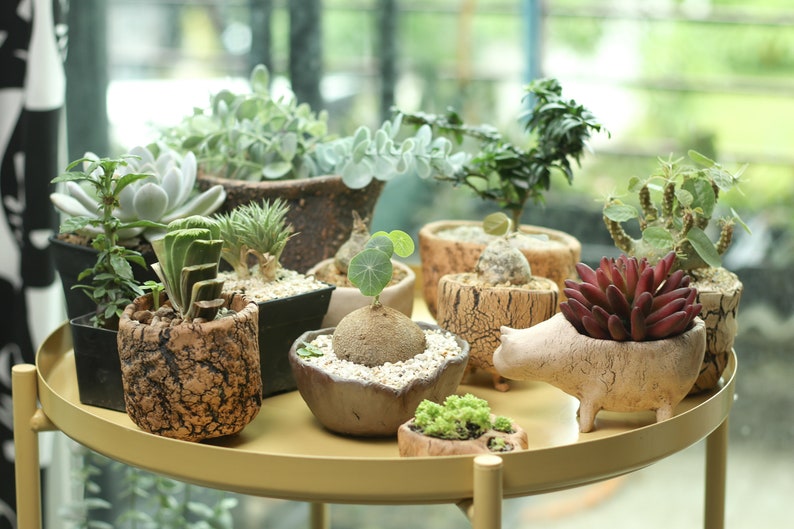 M146 Succulent Pot, Cracked texture ceramic vessel , wood texture , indoor outdoor rustic planter image 8