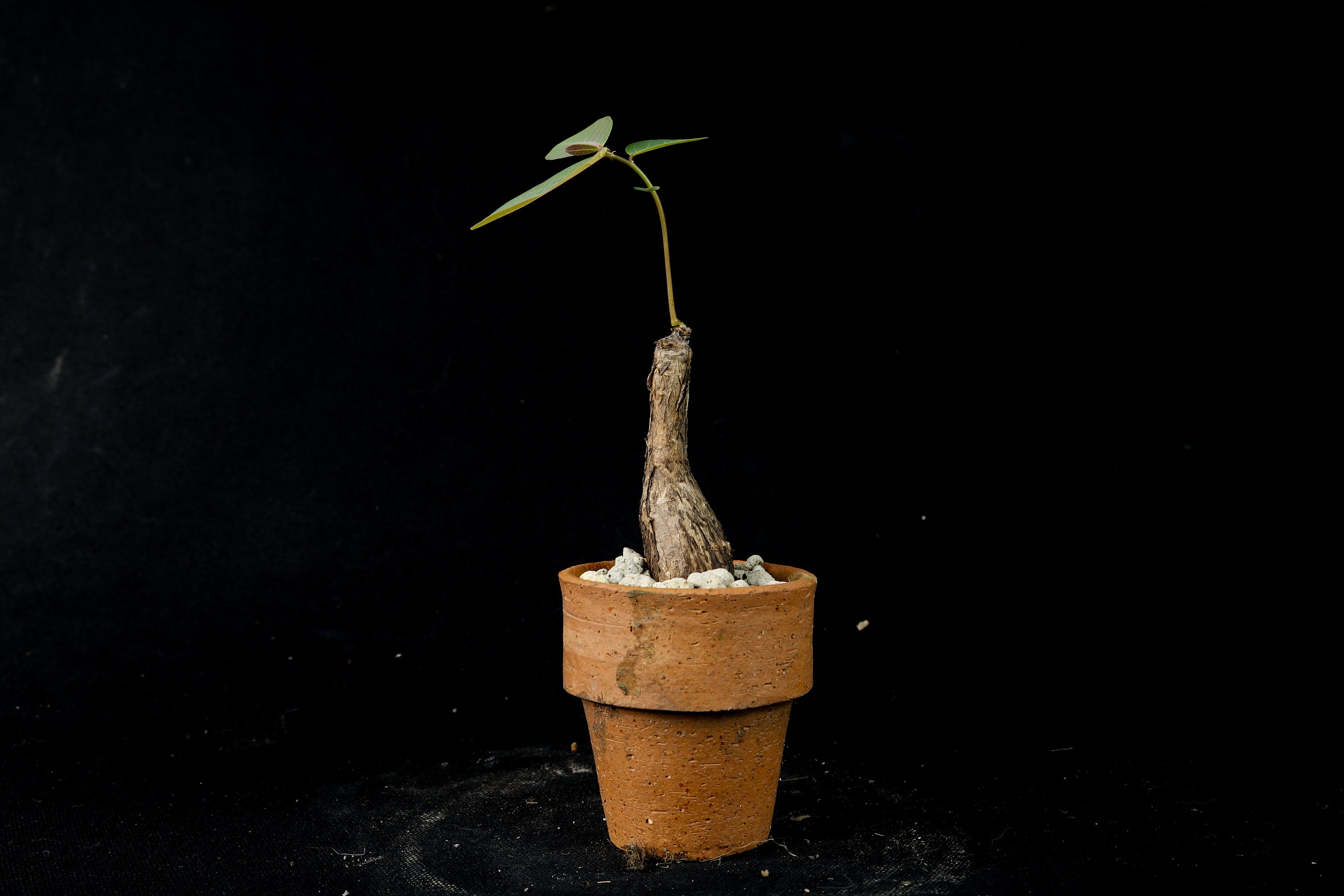 Phyllanthus mirabilis rare caudiciform succulent MEDIUM