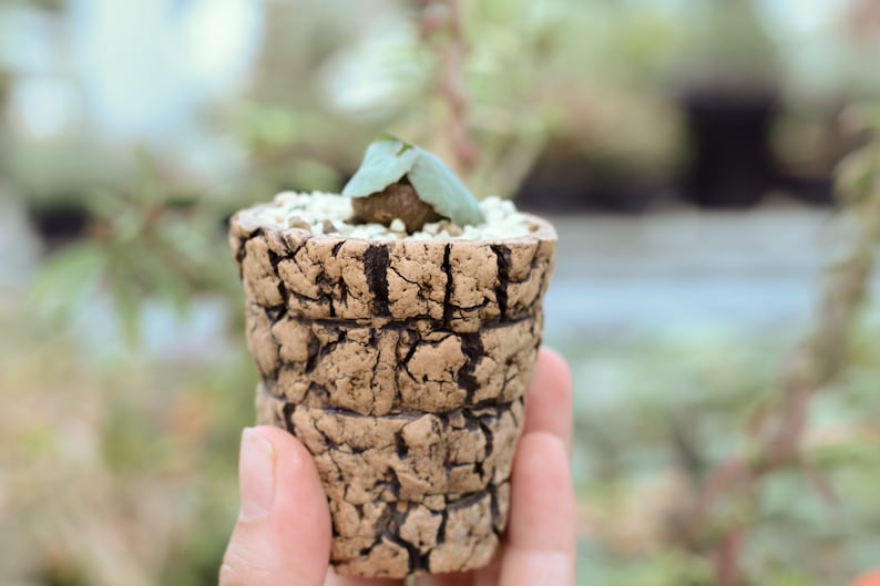 M146 Succulent Pot, Cracked texture ceramic vessel , wood texture , indoor outdoor rustic planter image 7