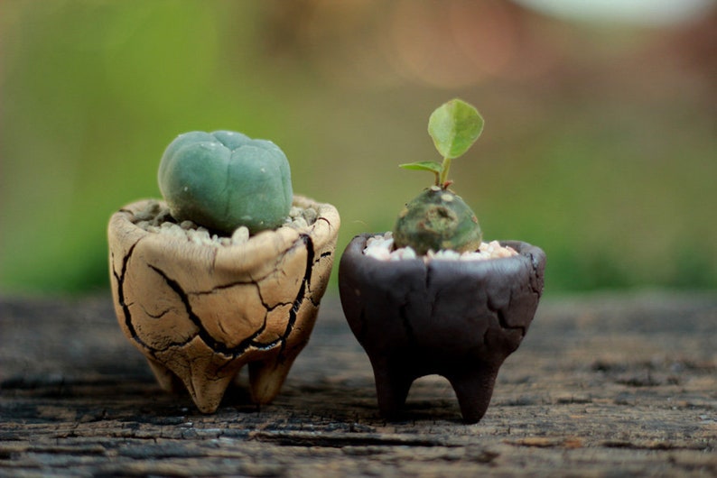 Ceramic Pot rustic Rock planter Bonsai pots Containers Wood bark texture PM021 Vintage planter