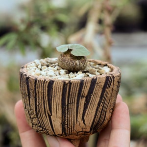 M146 Succulent Pot, Cracked texture ceramic vessel , wood texture , indoor outdoor rustic planter image 6