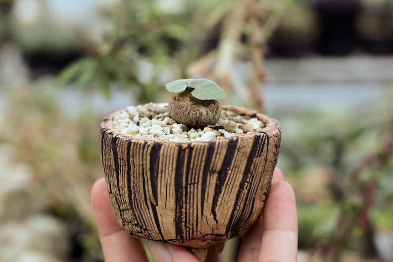 M146 Succulent Pot, Cracked texture ceramic vessel , wood texture , indoor outdoor rustic planter image 6