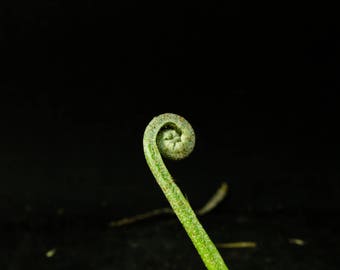 Drynaria quercifolia , Polypodiaceae , シダ , oakleaf fern, basket fern