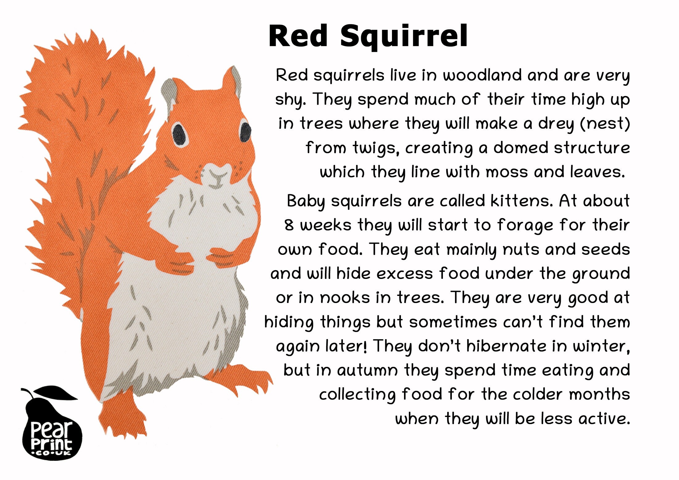 red squirrel t shirt