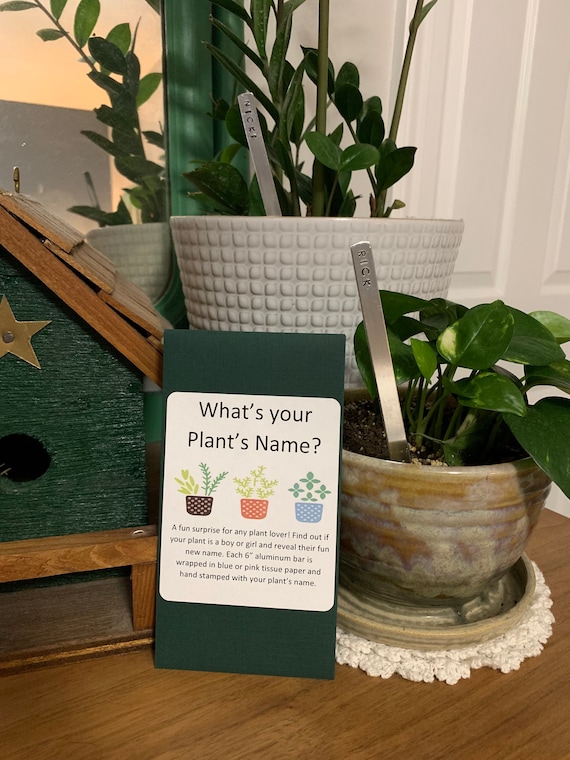What's Your Plant's Name, Plant Mom, Indoor Plant Decor, Surprise,  Gardening Gift - Etsy