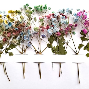 Fleurs de gypsophile colorées séchées, parfaites pour la fabrication de cartes