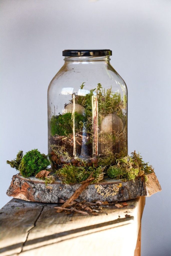 Terrarium Jar Etsy