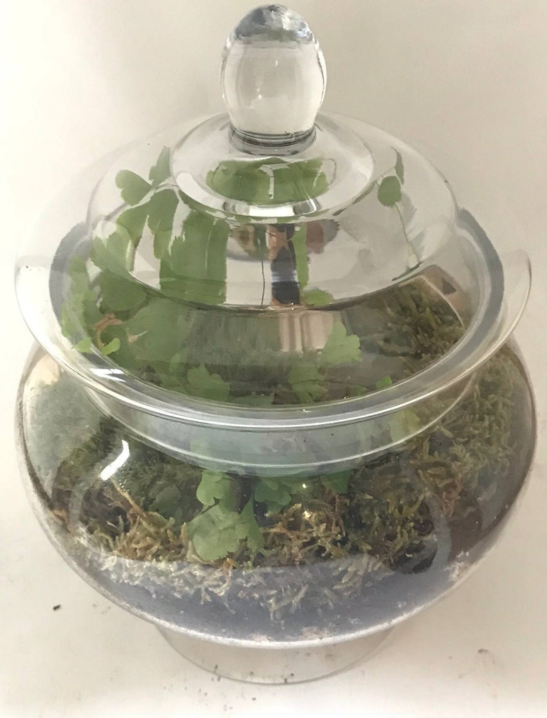 SMALL Moss Terrarium Starter Kit Etsy
