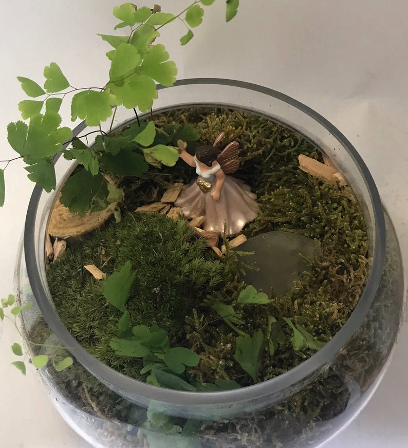 SMALL Moss Terrarium Starter Kit Etsy
