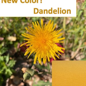 May include: A close-up of a bright yellow dandelion flower with a yellow background. The text "New Color! Dandelion" is at the top of the image.