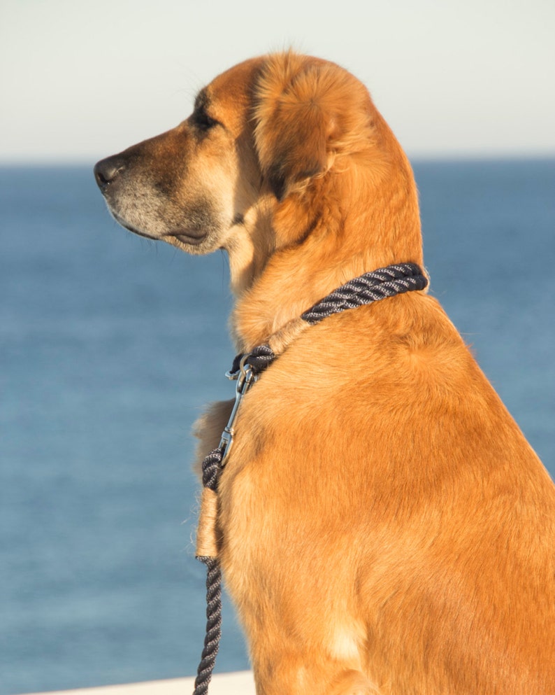 Blue Rope Dog Collar. Nautical Rope Collar Whipped With Hemp Etsy