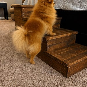 May include: A small, fluffy, orange dog stands on a set of wooden pet steps. The steps are stained a dark brown and have a simple, sturdy design. The dog is looking up, likely at a bed or other elevated surface.