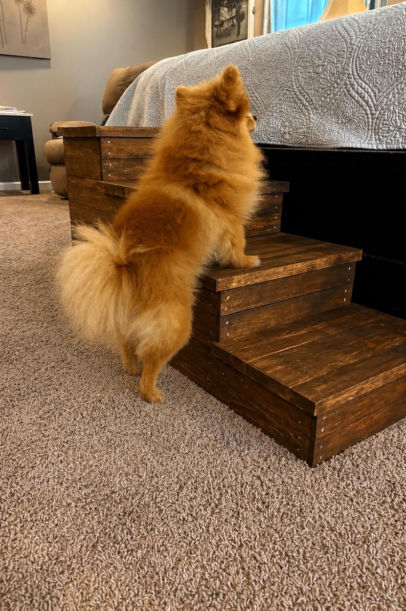 May include: A small, fluffy, orange dog stands on a set of wooden pet steps. The steps are stained a dark brown and have a simple, sturdy design. The dog is looking up, likely at a bed or other elevated surface.