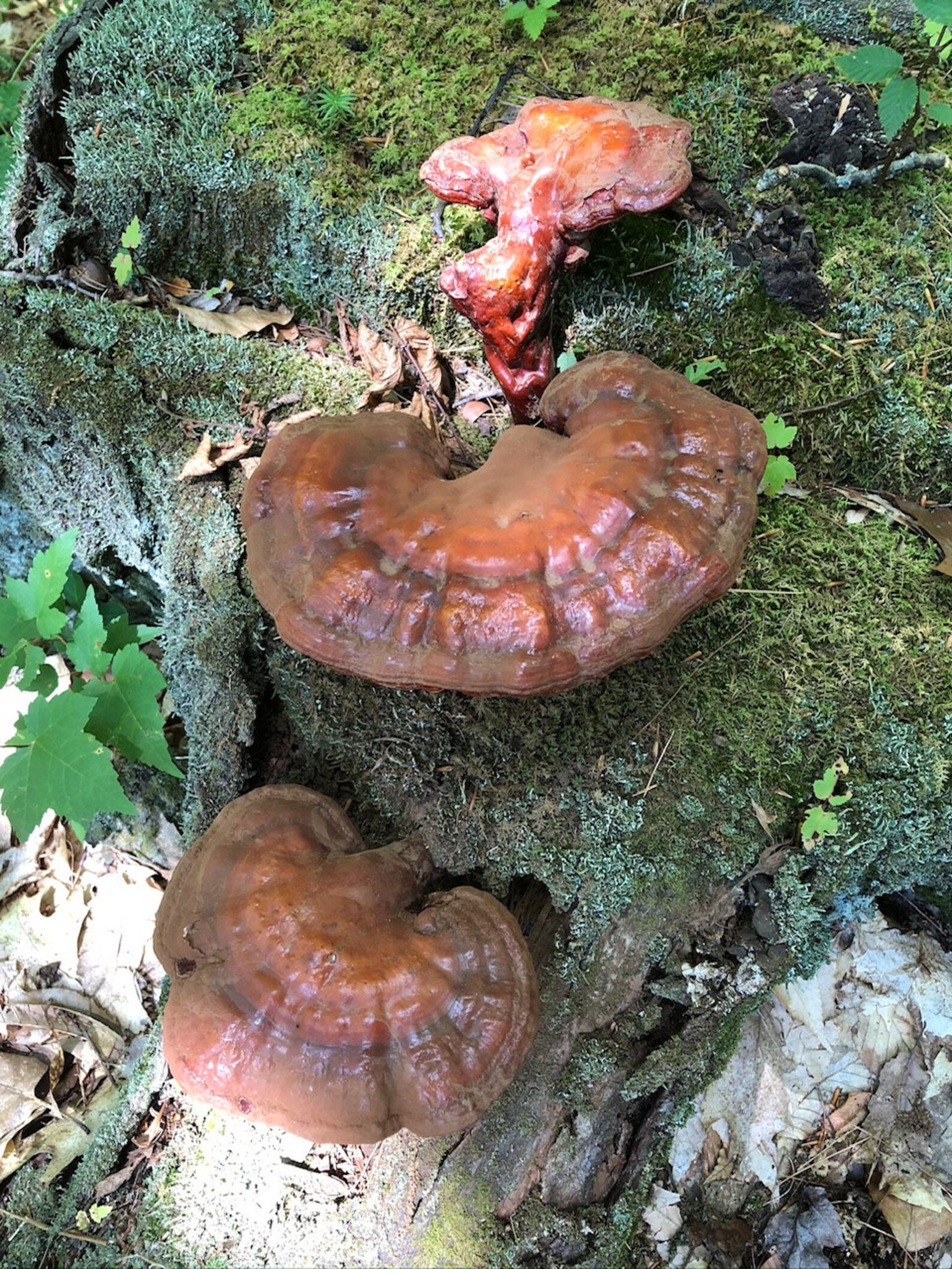 Reishi Mushroom Double Extracted Tincture Etsy