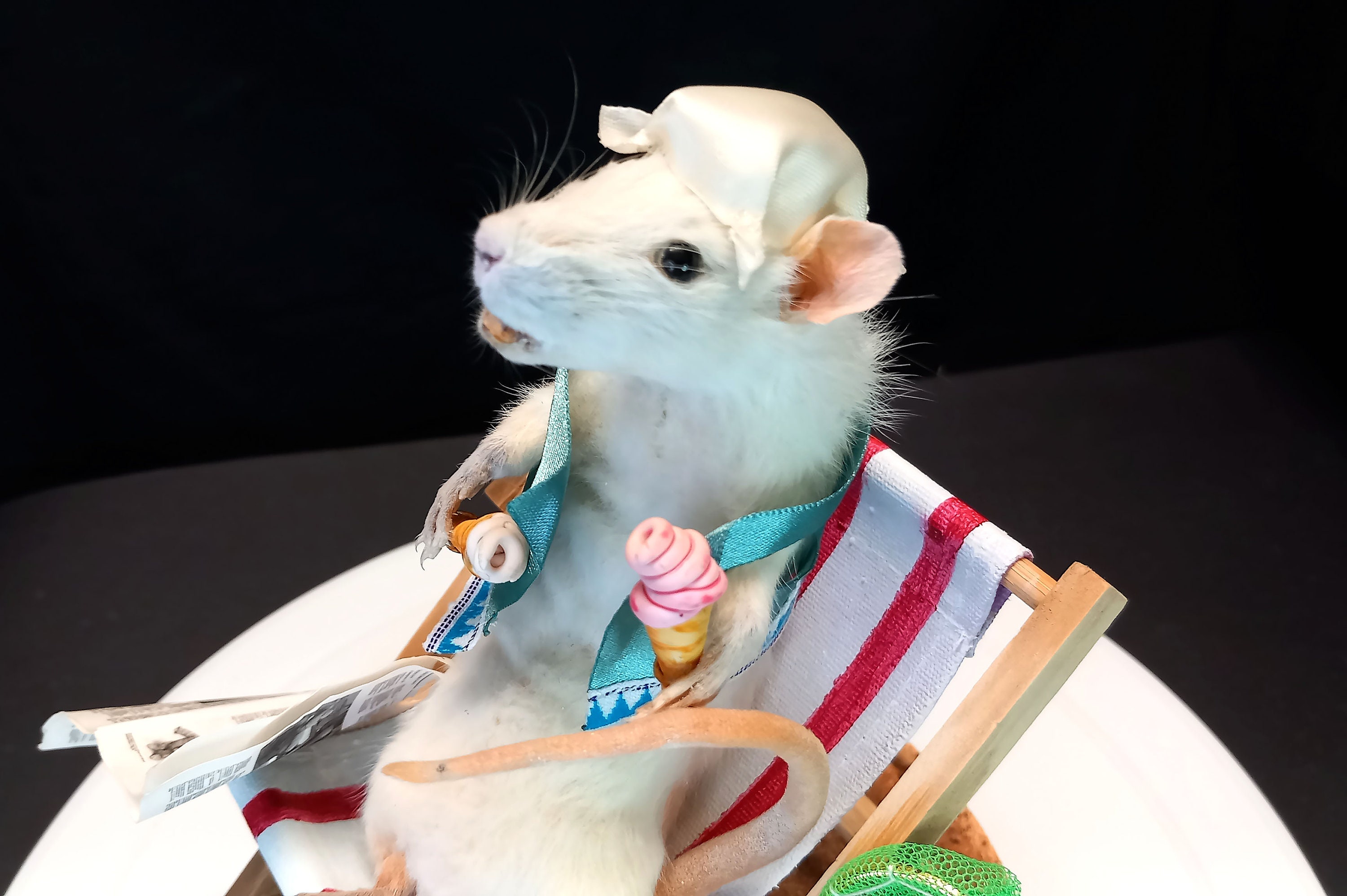 Taxidermy White Rat at the Seaside With Two Icecreams, Falling off a ...