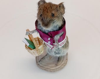 Tassidermia, arvicola antropomorfa con gilet rosso, che regge un cesto con un libro. Montata su legno. Cultura, stranezze e curiosità sugli avvoltoi.