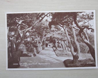 Among the Pines, Westcliff, Bournemouth, United Kingdom, Genuine, Original, Real Photo Postcard (RPPC).