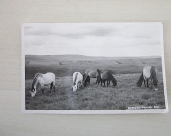 Postcard, Exmoor Ponies, (E531), Real Photo (RPPC) Postcard, Genuine, Original.