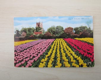 Tulip Fields, Spalding, United Kingdom, Genuine, Original, Real Photo Postcard (RPPC).
