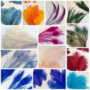 May include: Assortment of colorful ostrich and peacock feathers. The feathers are arranged in rows and include colors such as blue, orange, pink, purple, red, and green.