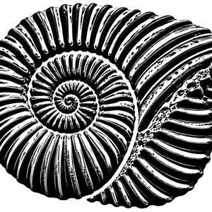 May include: A black and white graphic illustration of an ammonite fossil shell. The design features a prominent spiral pattern with deep, textured ridges radiating from the center, creating a high-contrast, detailed representation of the shell.