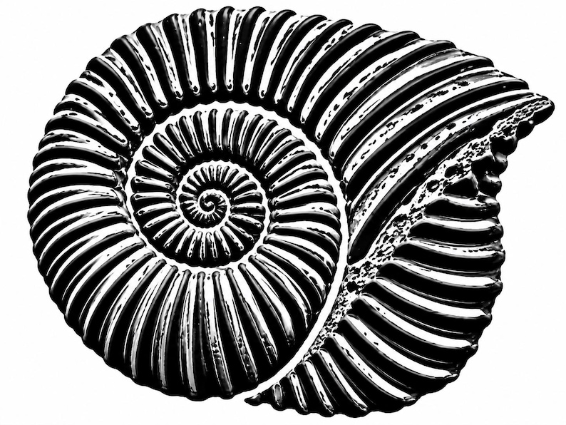 May include: A black and white graphic illustration of an ammonite fossil shell. The design features a prominent spiral pattern with deep, textured ridges radiating from the center, creating a high-contrast, detailed representation of the shell.