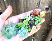 Succulent Cuttings, Mini Succulents, Micro Succulent Clippings, Baby Succulent Cuttings